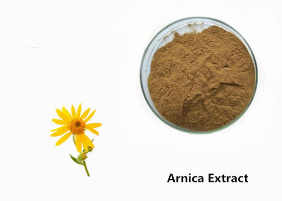 Cina Arnica Plant Extract Powder pemasok