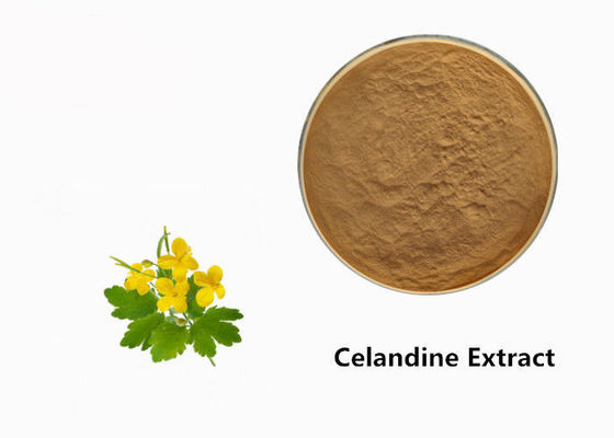 Cina Celandine Plant Extract Powder pemasok