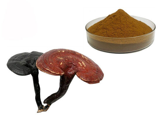 Cina 50% Kemurnian Ganoderma Lucidum Reishi Mushroom Extract Powder pemasok