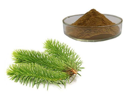 Cina Pine Leaf Herbal Extract Powder pemasok