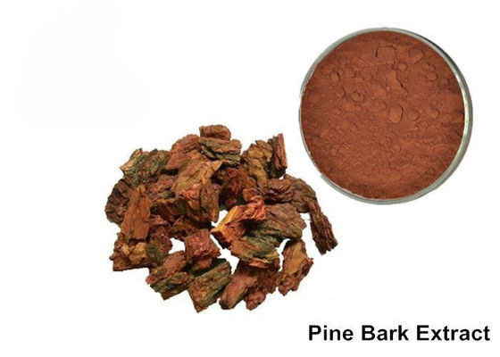 Cina Anti Aging OPC Pine Bark Extract Powder Untuk Kosmetik pemasok