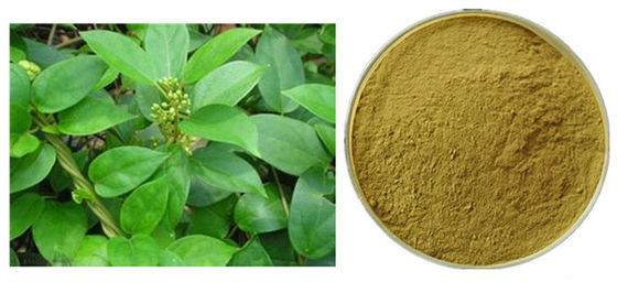 Gymnema Sylvestre Leaf Anthocyanin Extract Powder Untuk Farmasi pemasok