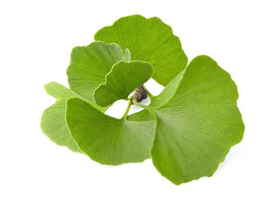 Bubuk Ginkgo Biloba Organik Kelas USP pemasok