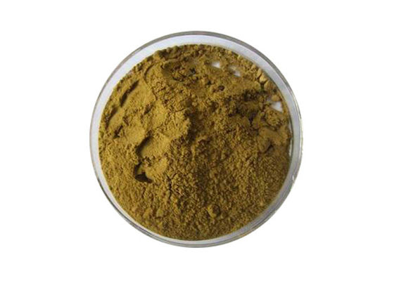24% Flavon 6% Lakton Ekstrak Ginkgo Biloba Murni Alami pemasok