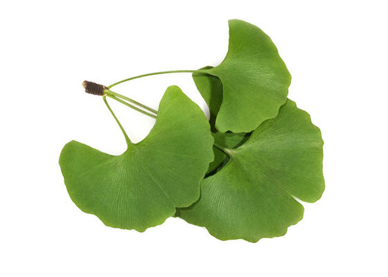 Mengatur Lemak Darah 24/6 Ekstrak Standar Ginkgo Biloba pemasok