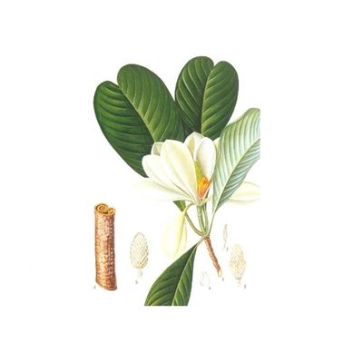 Anti Stres 98% Ekstrak Kulit Magnolia Organik Murni Alami pemasok