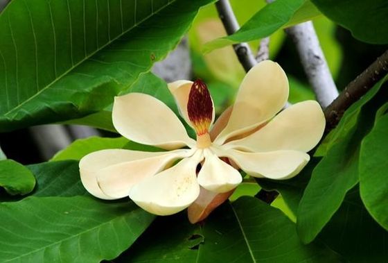 Ekstrak Kulit HPLC Magnolol / Honokiol Magnolia Officinalis pemasok