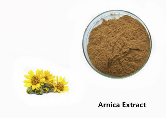 Arnica Plant Extract Powder pemasok