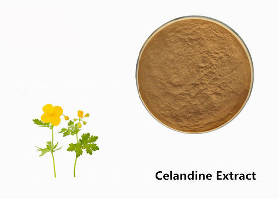 Celandine Plant Extract Powder pemasok
