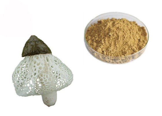 Ekstrak Dictyophora Indusiata Organik pemasok