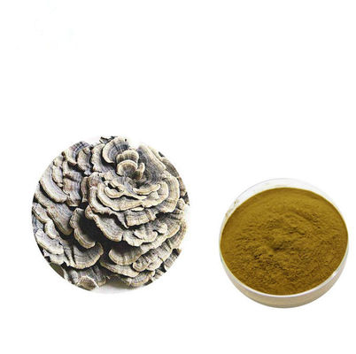 Memperkuat Fisik Bubuk Ekstrak Coriolus Versicolor Coklat Kuning pemasok