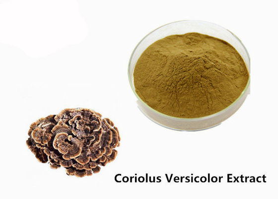 Memperkuat Fisik Bubuk Ekstrak Coriolus Versicolor Coklat Kuning pemasok