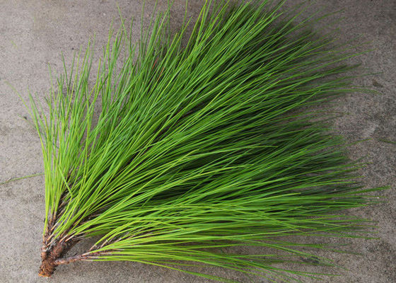 Pine Leaf Herbal Extract Powder pemasok