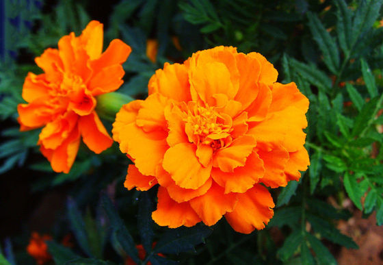 Xanthophyll Marigold Bunga Herbal Ekstrak Pigmen Alami pemasok