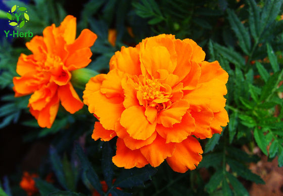 Xanthophyll Marigold Bunga Herbal Ekstrak Pigmen Alami pemasok