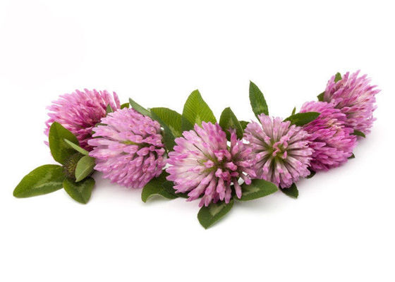 Kemurnian 2.5% 8% 20% 40% Isoflavon Red Clover Extract Powder pemasok