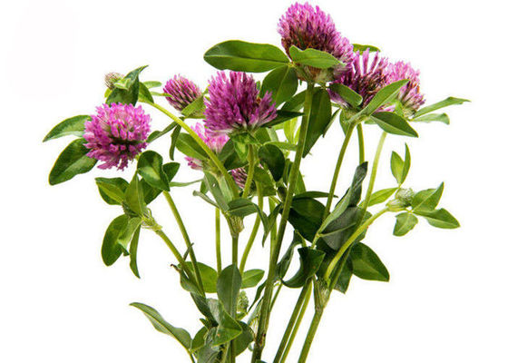 Kemurnian 2.5% 8% 20% 40% Isoflavon Red Clover Extract Powder pemasok
