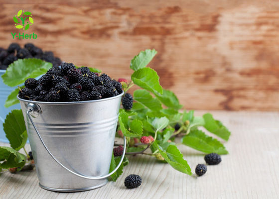 Anthocyanin Fruit Mulberry Herbal Extract Powder Untuk Aditif Makanan pemasok