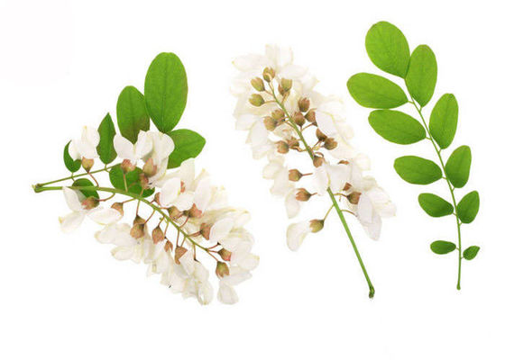 95% 98% Rutin Murni Bubuk Kuncup Bunga Bagian Sophora Japonica Ekstrak pemasok