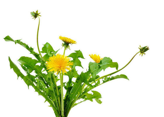 Ekstrak Herbal Herbal Akar Dandelion Larut Air pemasok