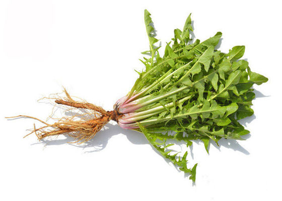 Ekstrak Herbal Herbal Akar Dandelion Larut Air pemasok
