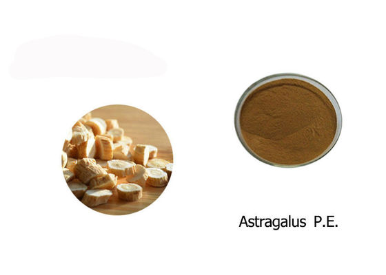 100% Astragalus Extract Powder pemasok