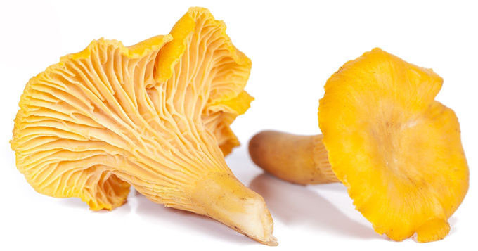 30% Polisakarida Chantarelle Mushroom Extract Powder 0