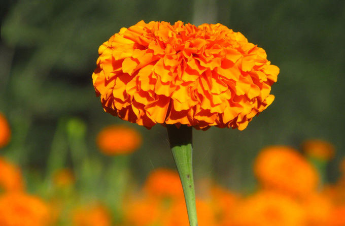 Xanthophyll Marigold Bunga Herbal Ekstrak Pigmen Alami 0