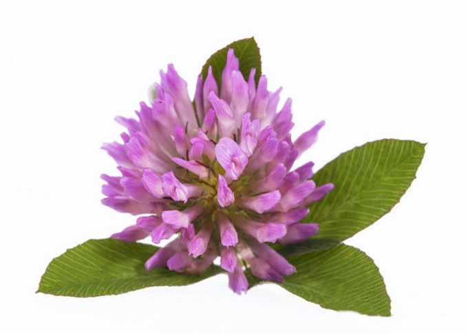 Kemurnian 2.5% 8% 20% 40% Isoflavon Red Clover Extract Powder 0